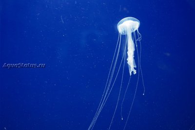 Медуза Амакуса - огненная медуза ( Sanderia malayensis)