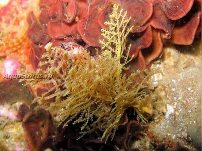 Медуза ( Sertularella arbuscula)