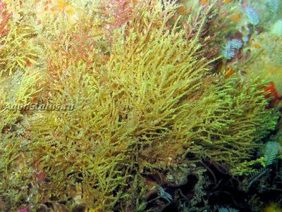 Медуза ( Sertularella arbuscula)