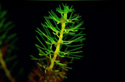Фото Медуза - Бутылочной ершик Thuiaria thuja  (photo#140543)