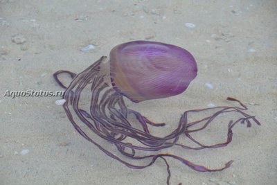 Медуза ( Thysanostoma loriferum)