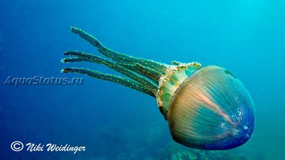 Медуза ( Thysanostoma loriferum)