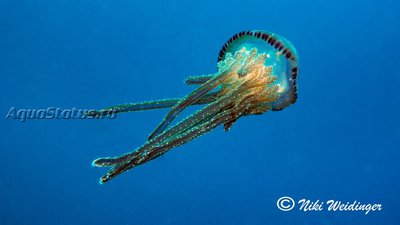 Медуза ( Thysanostoma loriferum)
