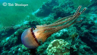 Медуза ( Thysanostoma loriferum)