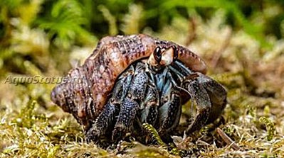 Фото Рак-отшельник эквадорский Coenobita compressus  (photo#140607)