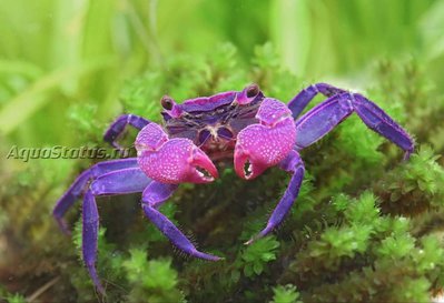 Фото Краб-вампир Geosesarma dennerle  (photo#140610)