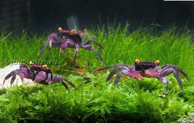 Краб-вампир "Красный Кранавал" (Red Cranaval Geosesarma cf. bicolor)