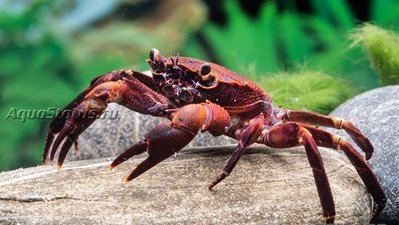 Фиолетовый краб матано (Syntripsa matanensis)