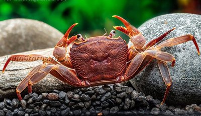 Вишневый товути краб ( Parathelphusa ferruginea)