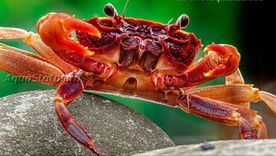 Вишневый товути краб ( Parathelphusa ferruginea)