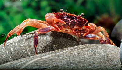 Вишневый товути краб ( Parathelphusa ferruginea)
