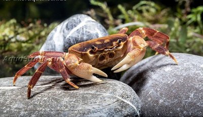 Оранжевый краб, или краб-апельсин (Sundathelphusa sp. "orange")