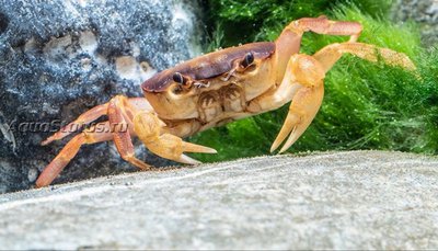 Оранжевый краб, или краб-апельсин (Sundathelphusa sp. "orange")