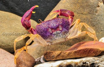 Фиолетовый пресноводный краб (Globithelphusa "indian lilac")