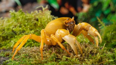 Банановый краб (Terrathelphusa sp.)