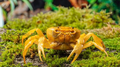 Банановый краб (Terrathelphusa sp.)