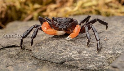 Фото Краб Оранжевая рука Борнео Lepidothelphusa spec. Оrange Arm Borneo  (photo#140779)