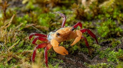 Фото Сухопутный краб Топаз Lepidothelphusa  (photo#140799)