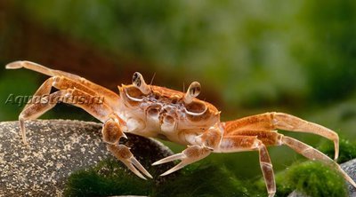 Краб Малили ( Nautilohelphusa zimmeri)