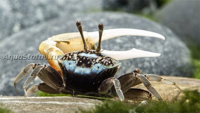 Фото Крабы в акватеррариуме (photo#140839)