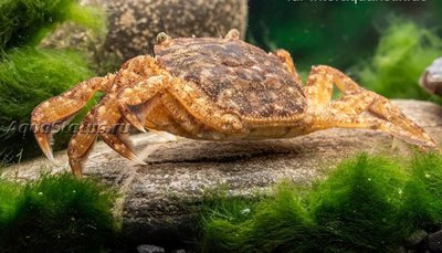 Золотой пресноводный краб ( Parathelphusa sarasinorum )