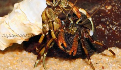Африканский рак-отшельник ( Clibanarius africanus )