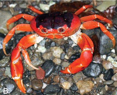 Фото Сухопутный краб Гекарцин Gecarcinus Nobili  (photo#141128)