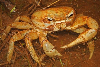Фото Наземный краб Johngarthia planata  (photo#141142)