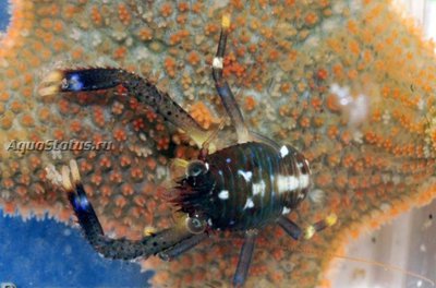 Рак коричневый (Galathea squamifera)