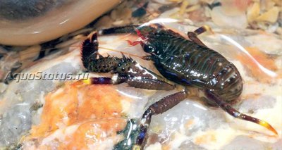 Рак коричневый (Galathea squamifera)