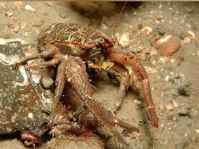 Рак коричневый (Galathea squamifera)
