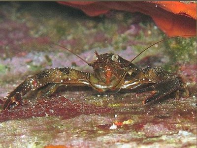 Рак коричневый (Galathea squamifera)