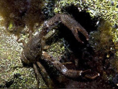 Рак коричневый (Galathea squamifera)