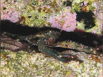 Рак коричневый (Galathea squamifera)