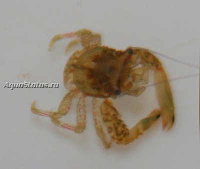 Фото Рак прыгающий Galathea sp. 01 (photo#141287)