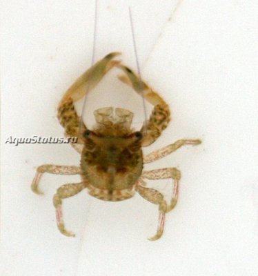 Фото Рак прыгающий Galathea sp. 01 (photo#141288)