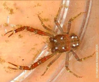Рак прыгающий (Galathea sp. 01)