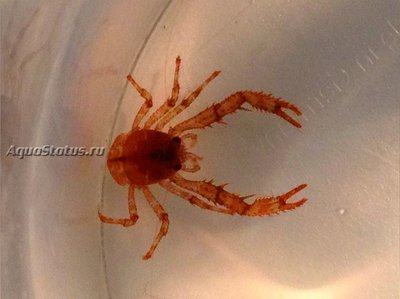 Фото Рак прыгающий Galathea sp.02  (photo#141290)