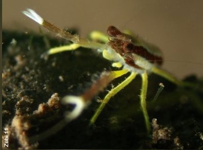 Рак прыгающий (Galathea sp.03)