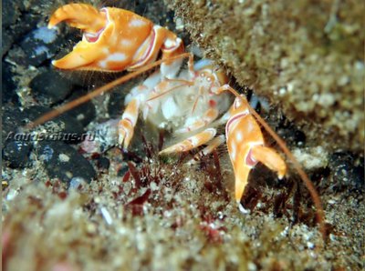 Креветка-призрак (Neaxius acanthus/Saw Mud Shrimp)