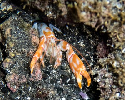 Креветка-призрак (Neaxius acanthus/Saw Mud Shrimp)