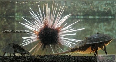 Мечехвост (Tachypleus gigas)