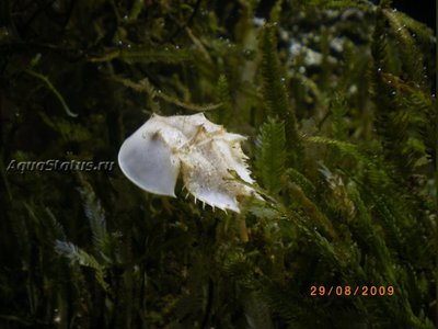 Мечехвост (Tachypleus gigas)