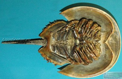 Мечехвост (Tachypleus gigas)