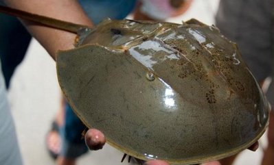 Мечехвост (Tachypleus gigas)