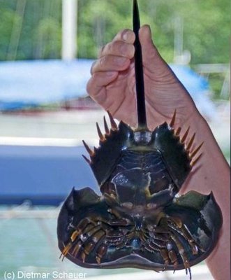 Мечехвост (Tachypleus gigas)