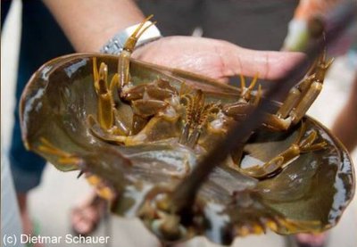 Мечехвост (Tachypleus gigas)