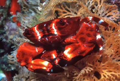 Краб круглый (Xanthias latifrons)