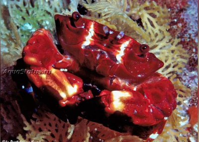 Краб круглый (Xanthias latifrons)