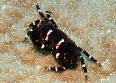 Краб круглый (Xanthias latifrons)